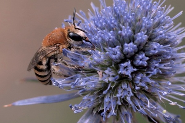 Requêteur de Taxons